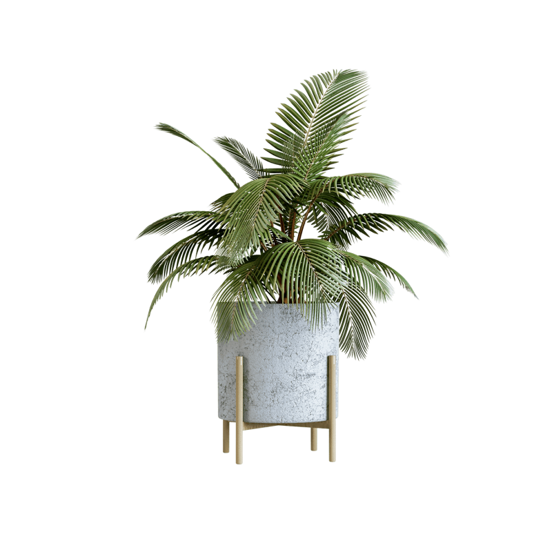 Indoor Plant 02