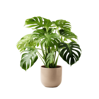 Indoor Plant 03