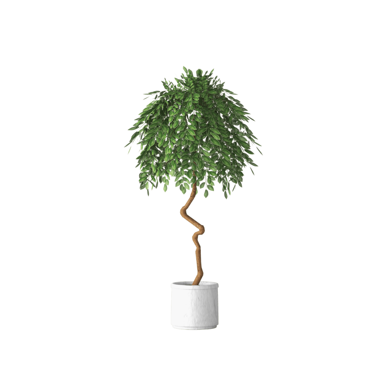 Plant Decor 05